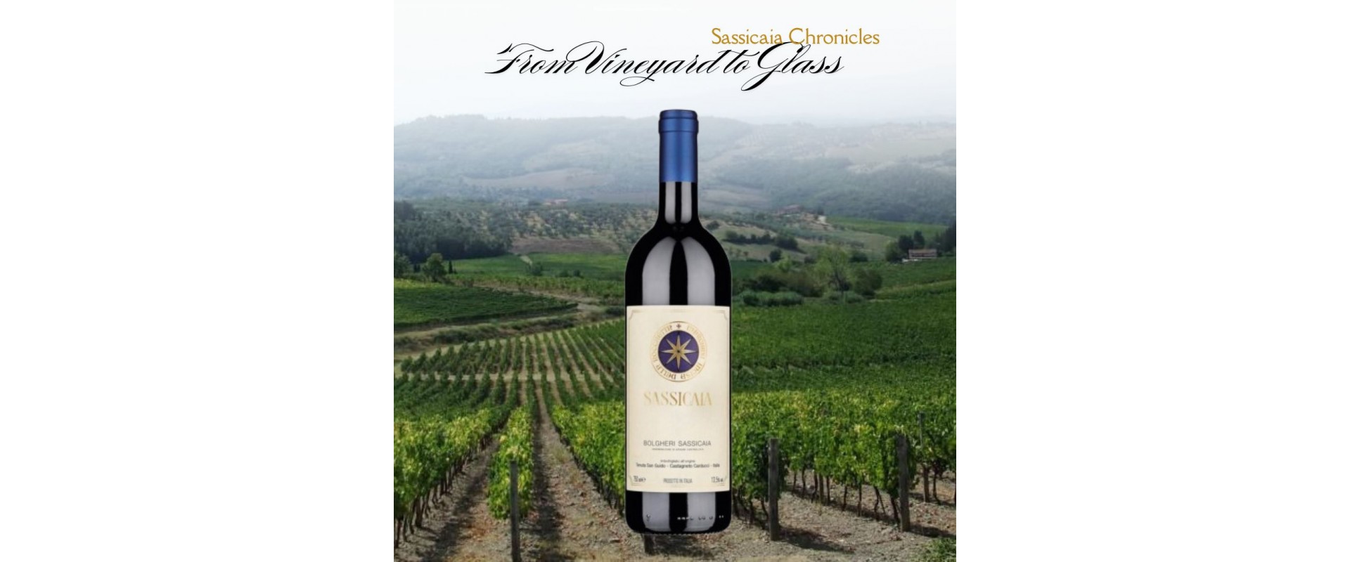 Sassicaia Chronicles: From Vineyard to Glass Sassicaia Chronicles: From Vineyard to Glass