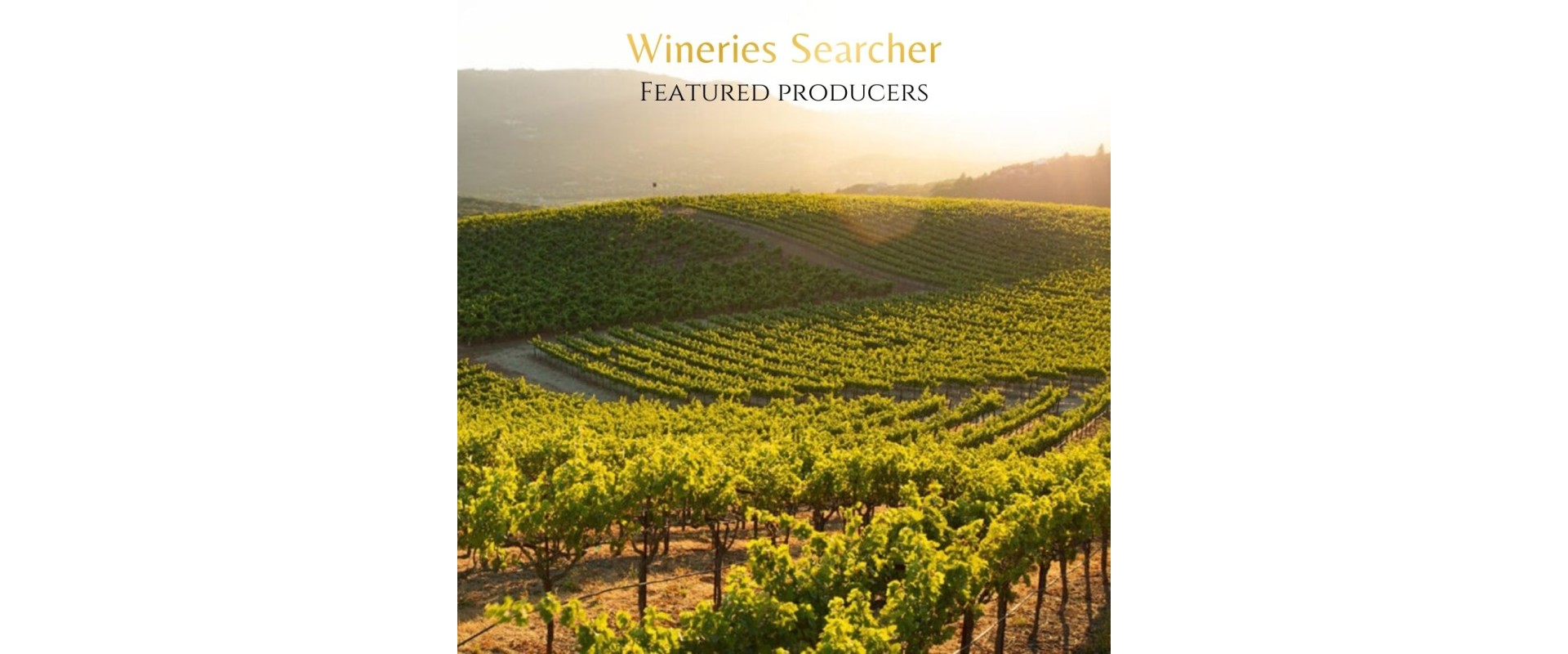 Wineries Searcher | Featured producers