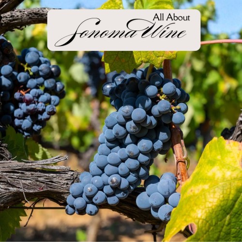 8 Essential Grapes to Understand Sonoma Wine